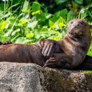 A male giant otter, called Manú, has arrived at Chester Zoo to help save his species.