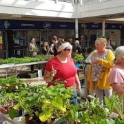 Over Allotments plant sale is in Winsford town centre on Saturday, May 11