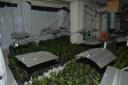 The cannabis farm uncovered in Grange Road West, Birkenhead.