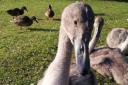 Queens Park Wildlife Conservation Group member, Caron Hull, took this image of one of the cygnets at the park.