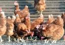 Bird flu has been discovered in a premises in Mouldsworth.