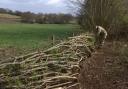 Volunteer laying a hedge on the Whitegate Way
