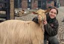 Emily the goat loves people, but really hates the rain, says Tatton Park Farm aminal keeper Hannah Booth