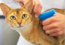 All cats over 20 weeks must be microchipped by June 10, 2024, or owners risk a £500 fine
