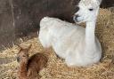 Buttercup the Alpaca gave birth over the weekend, but her owner didn't even know she was pregnant