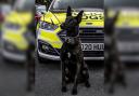 Police dog Toro helped catch a pair of teenage carjacking suspects in Lymm