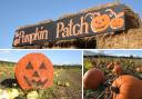 The best pumpkin patches in and around Mid Cheshire