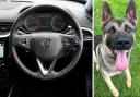 Police dog Reggie caught a teenage boy suspected of stealing a Vauxhall Corsa