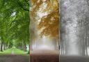 The trees at Marbury Park through the seasons