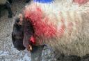 A flock of pregnant sheep have been attacked in Middlewich