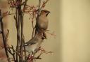 Rare waxwings caused a flutter in a Winsford front garden on January 4