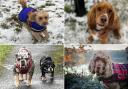 Photos of your four-legged friends enjoying a Mid Cheshire dog walk