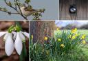 16 perfect pictures showing spring has sprung in Mid Cheshire