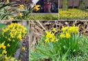 Delightful daffodils around Mid Cheshire on St David's Day