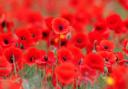 Northwich to host county remembrance service