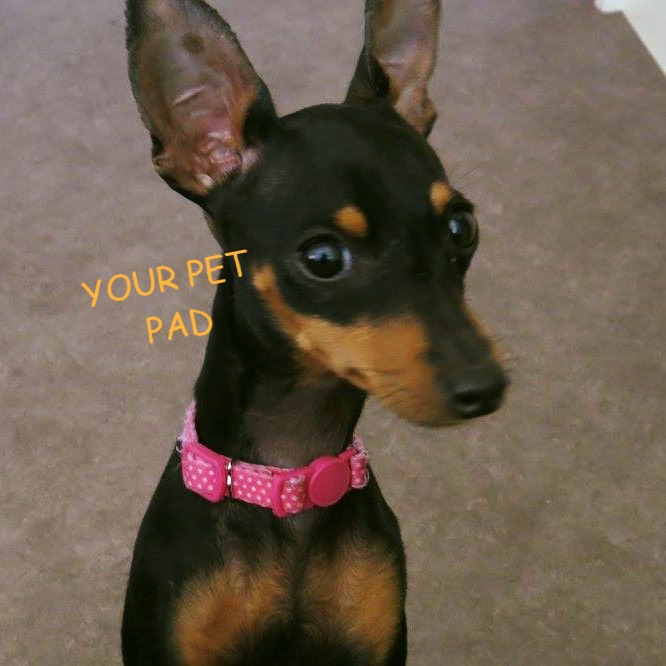 Your Pet Pad