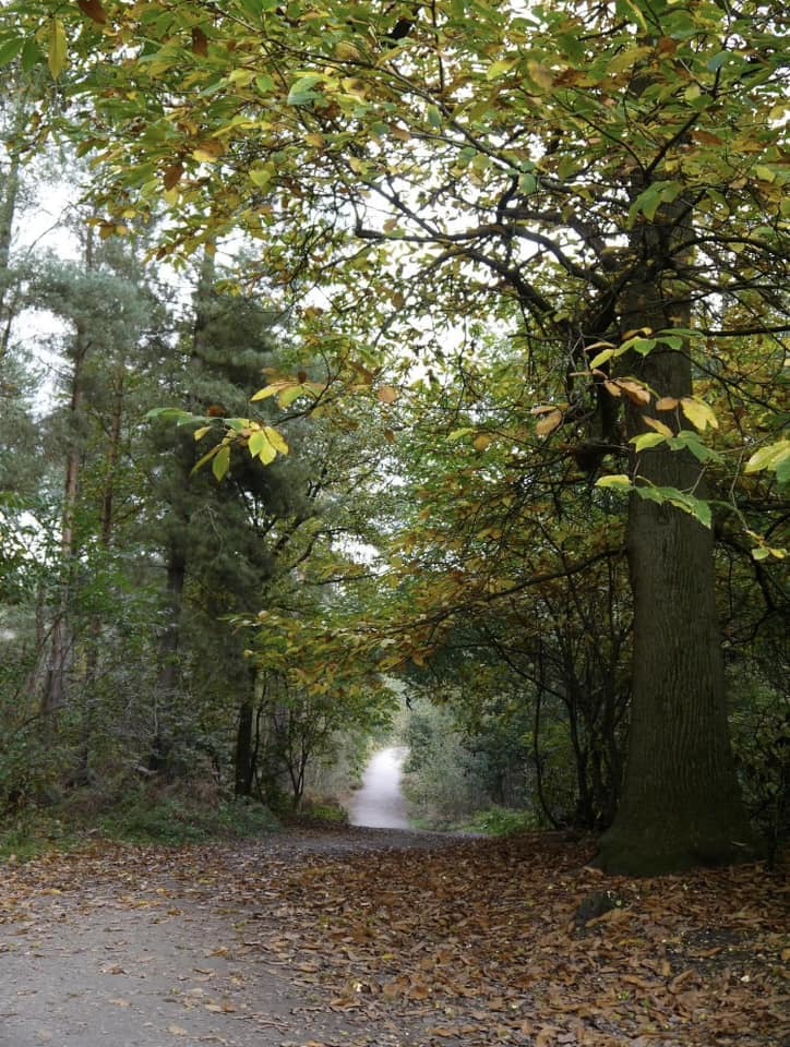 Delamere Forest by Wendy Mahon