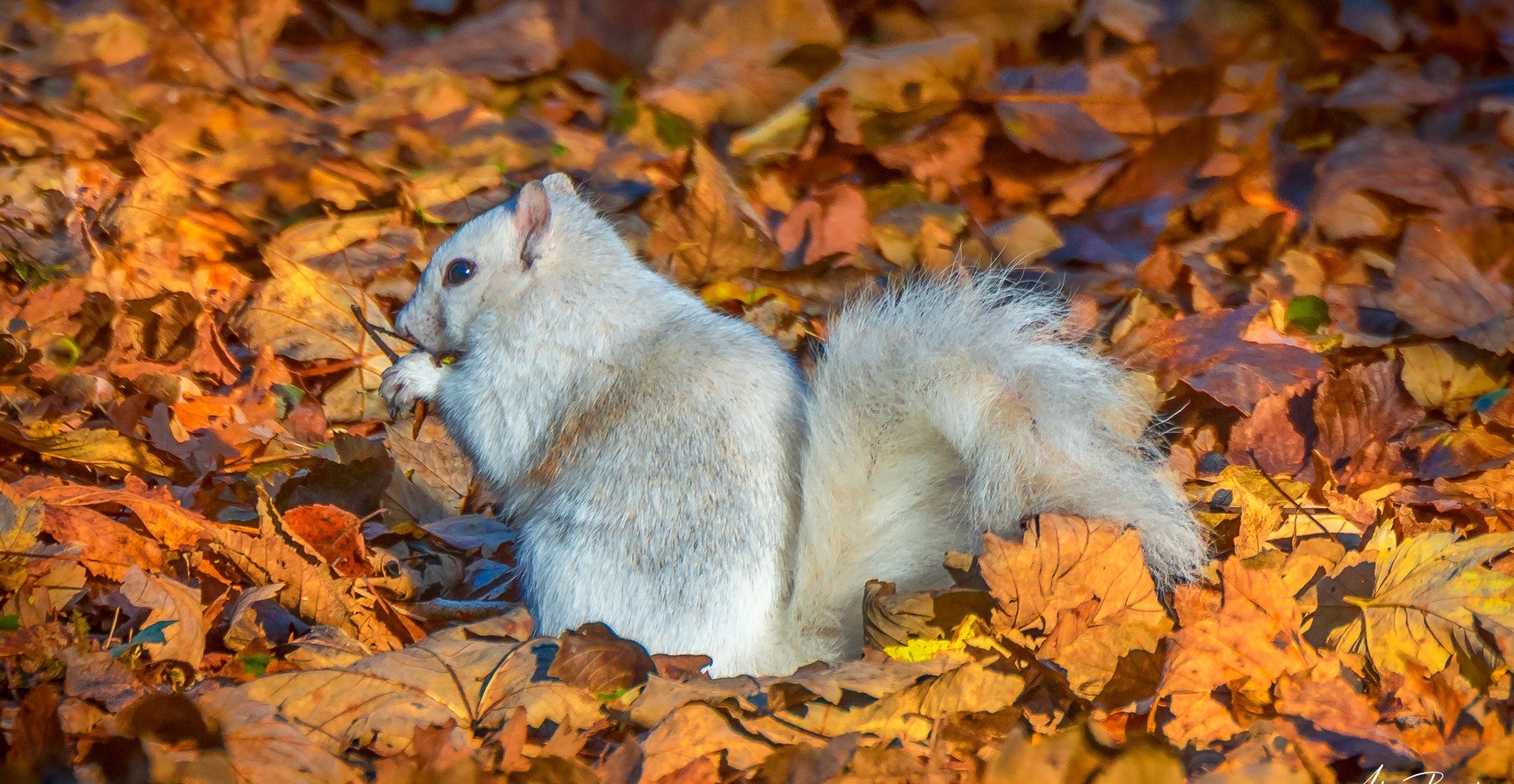Little white squirrel at Marbury Park by Alan Bailey