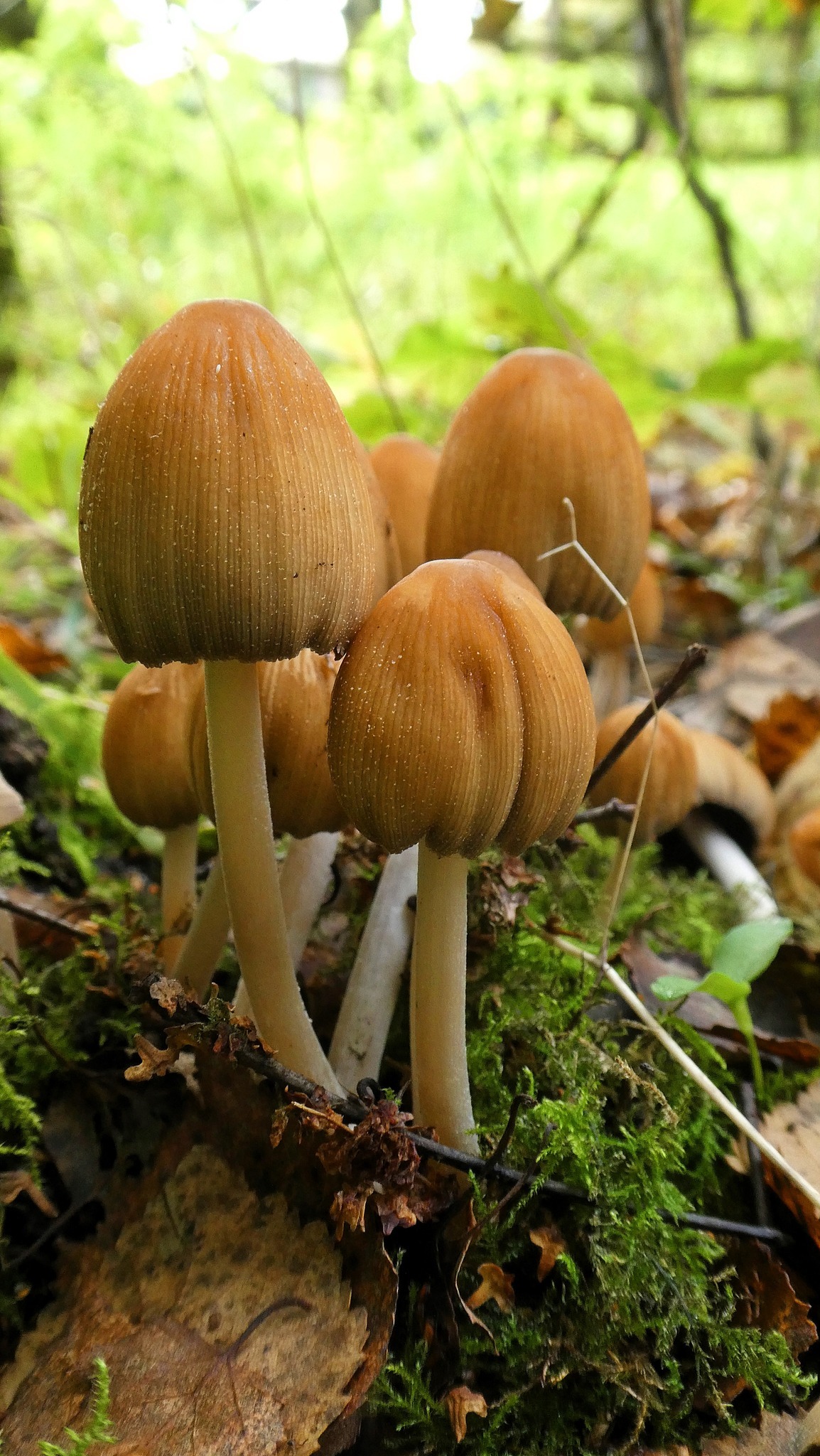 Mushrooms at Marbury by Lynne Bentley