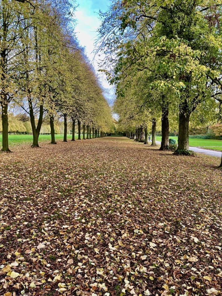 Tree-lined pathway in Marbury by Paul Macready