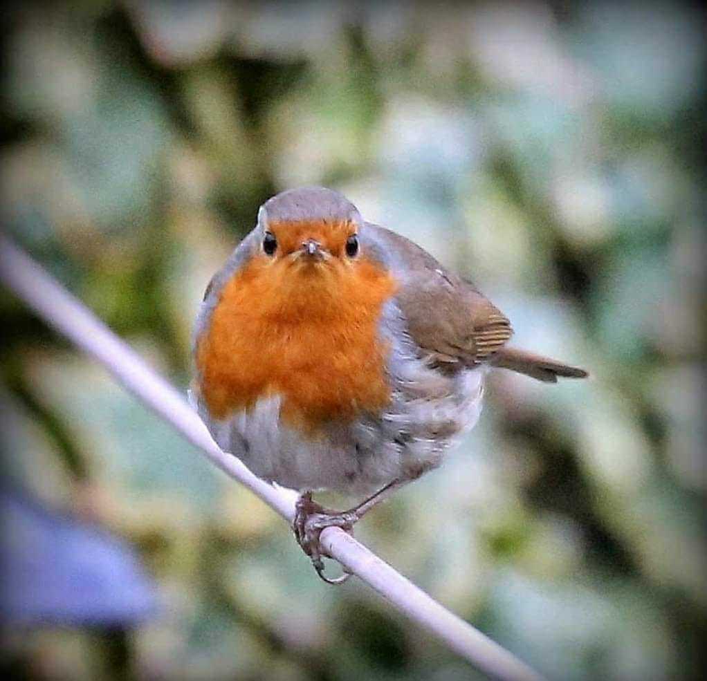 A robin with attitude by Donna Maria Long