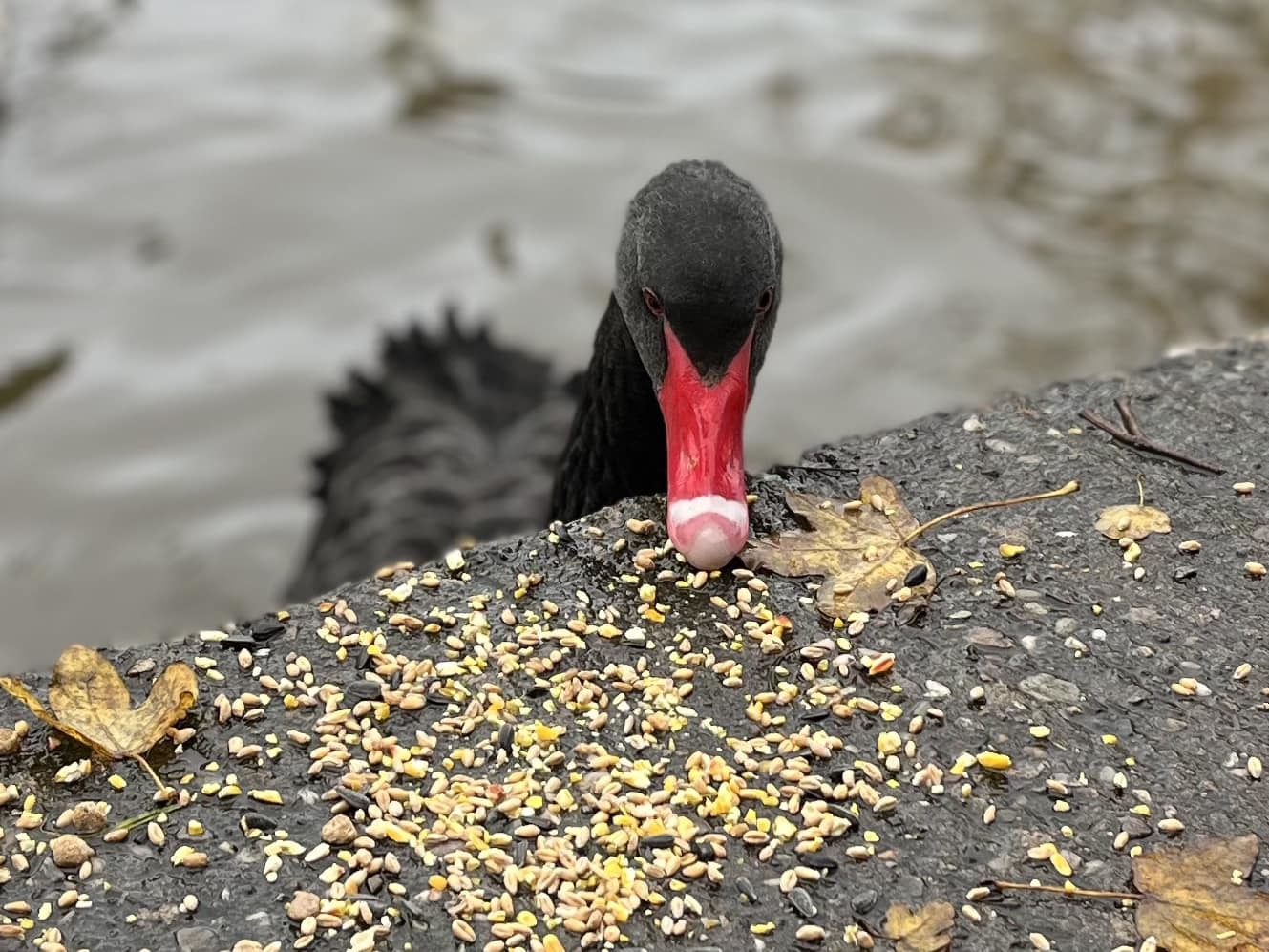 Black swan beauty by Eloise Pickering