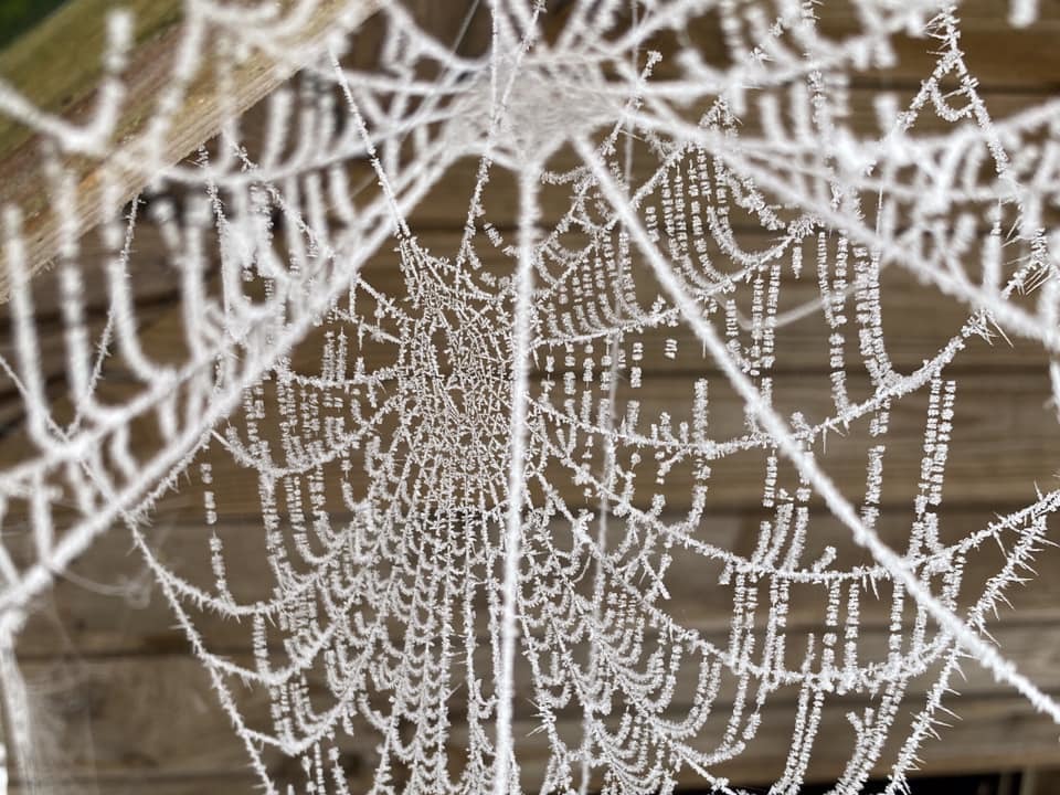 Frosty cobwebs by Sue Lawless