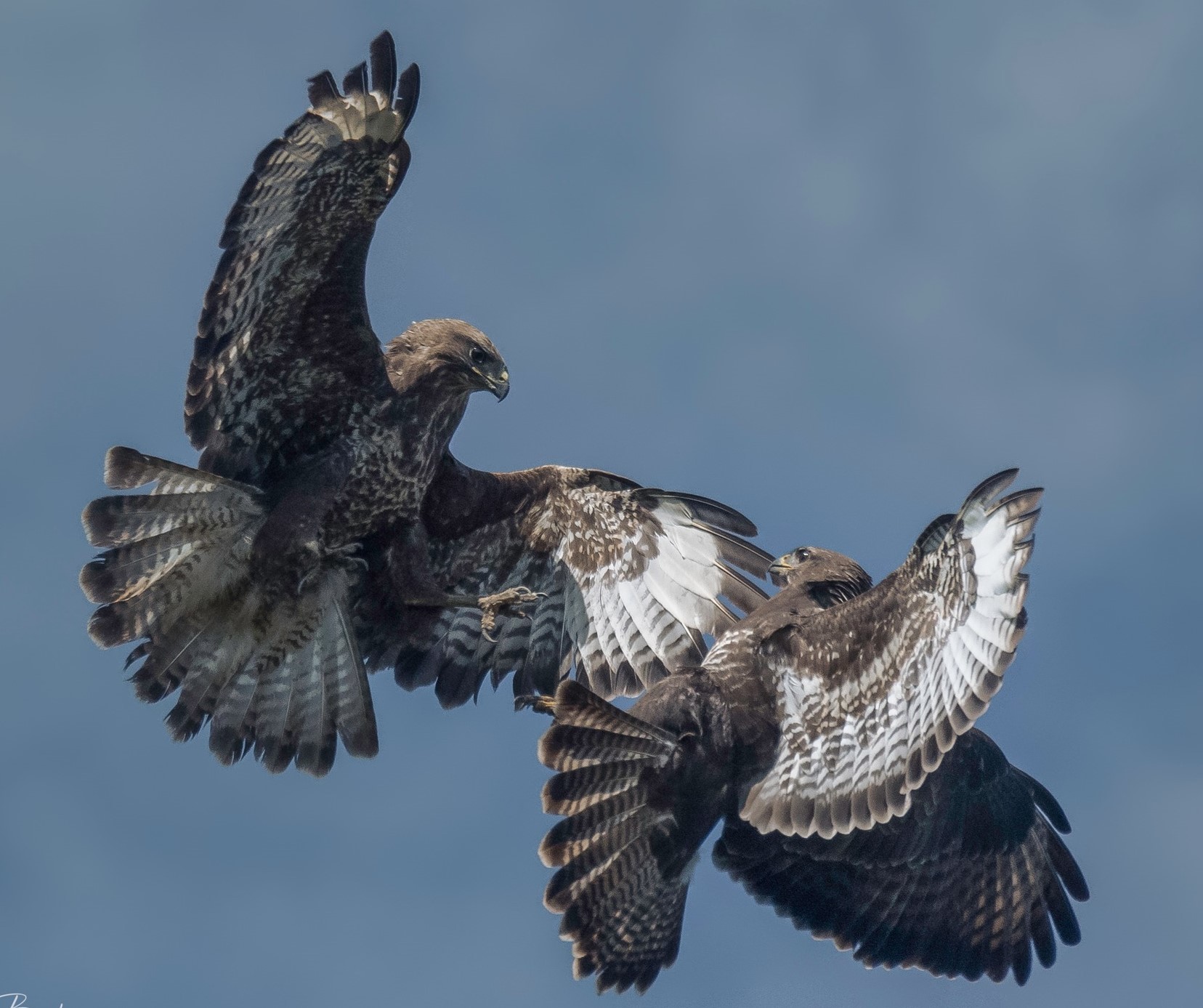 Battling buzzards by Alan Bailey