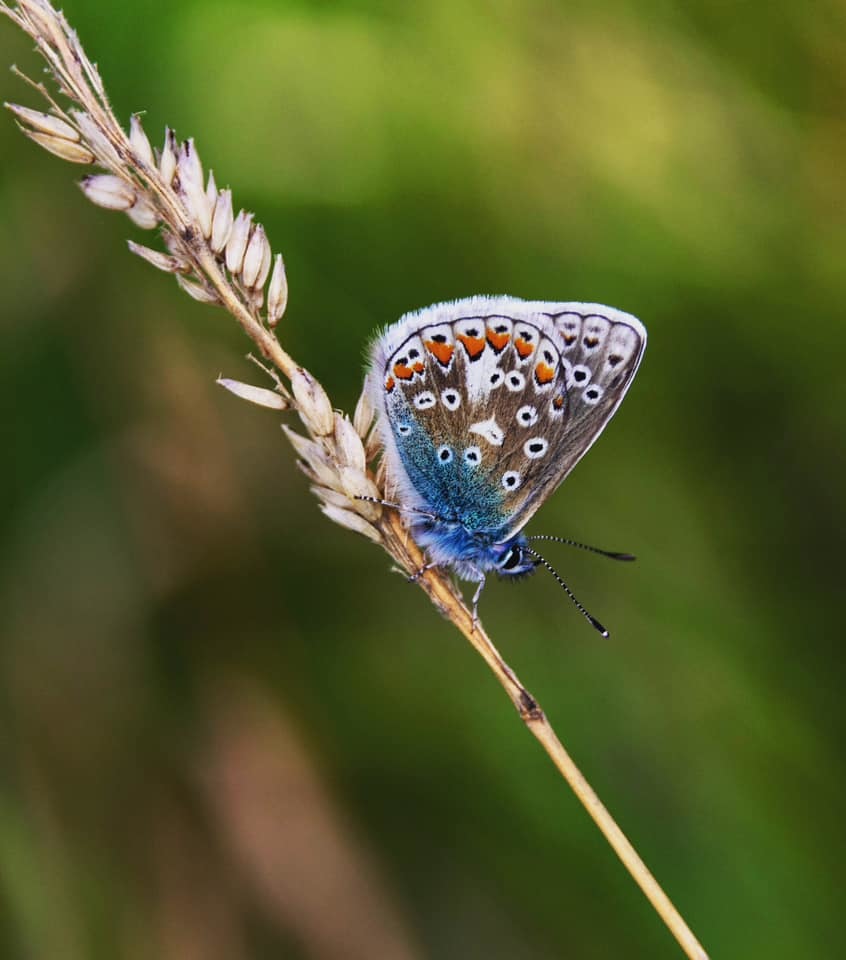 Common blue at Marbury Park by Janet Rourke