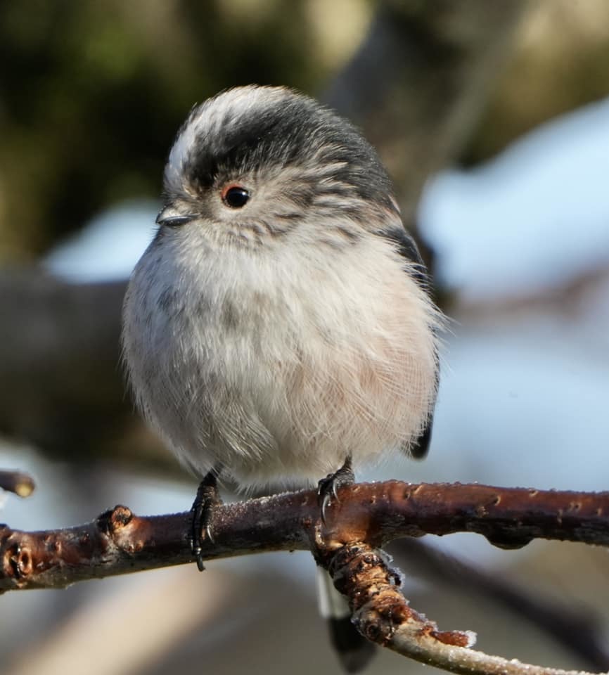 Long tailed tit by Andy Conboy