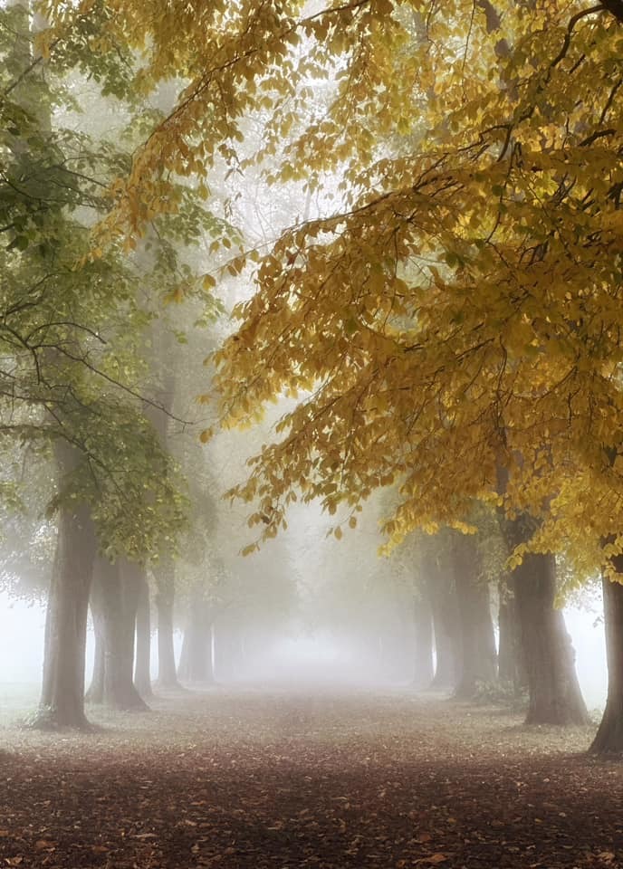 Marbury Park in autumn by Alison Hamlin Hughes