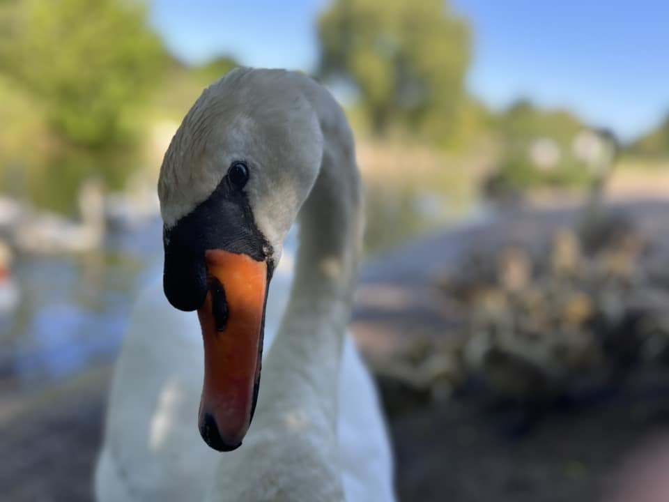 Mute swan in Winsford by Eloise Pickering