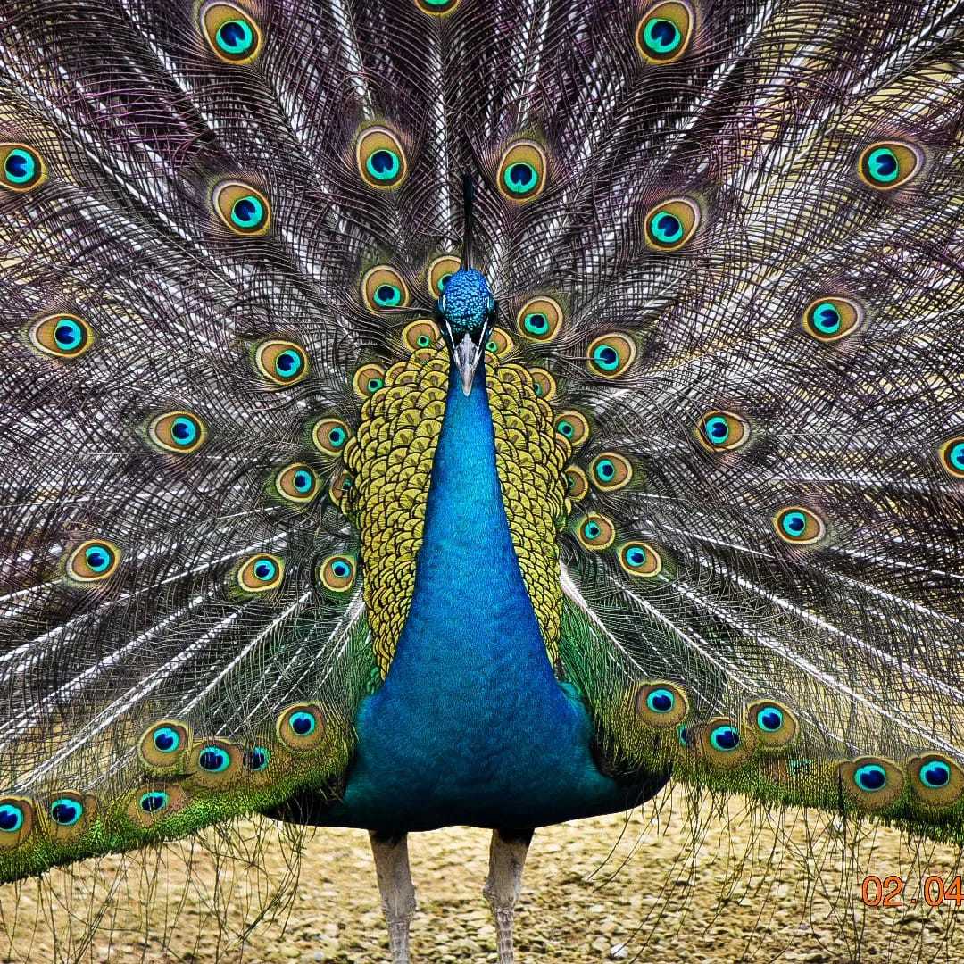 Perfect peacock by Ann Marie Taylor