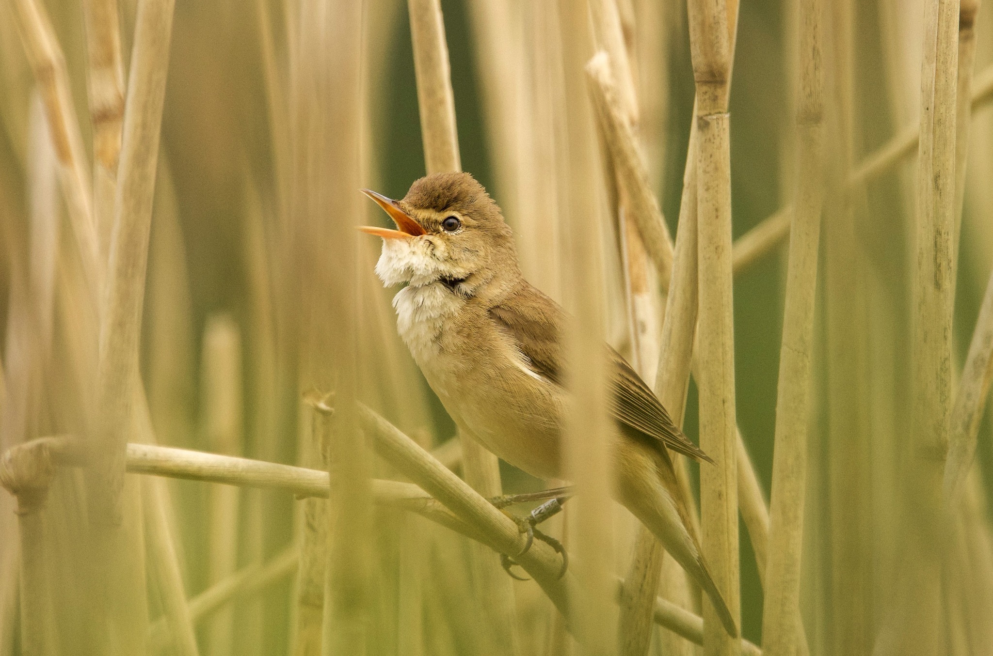 Singing reed warbler in Marston by Heather Wilde