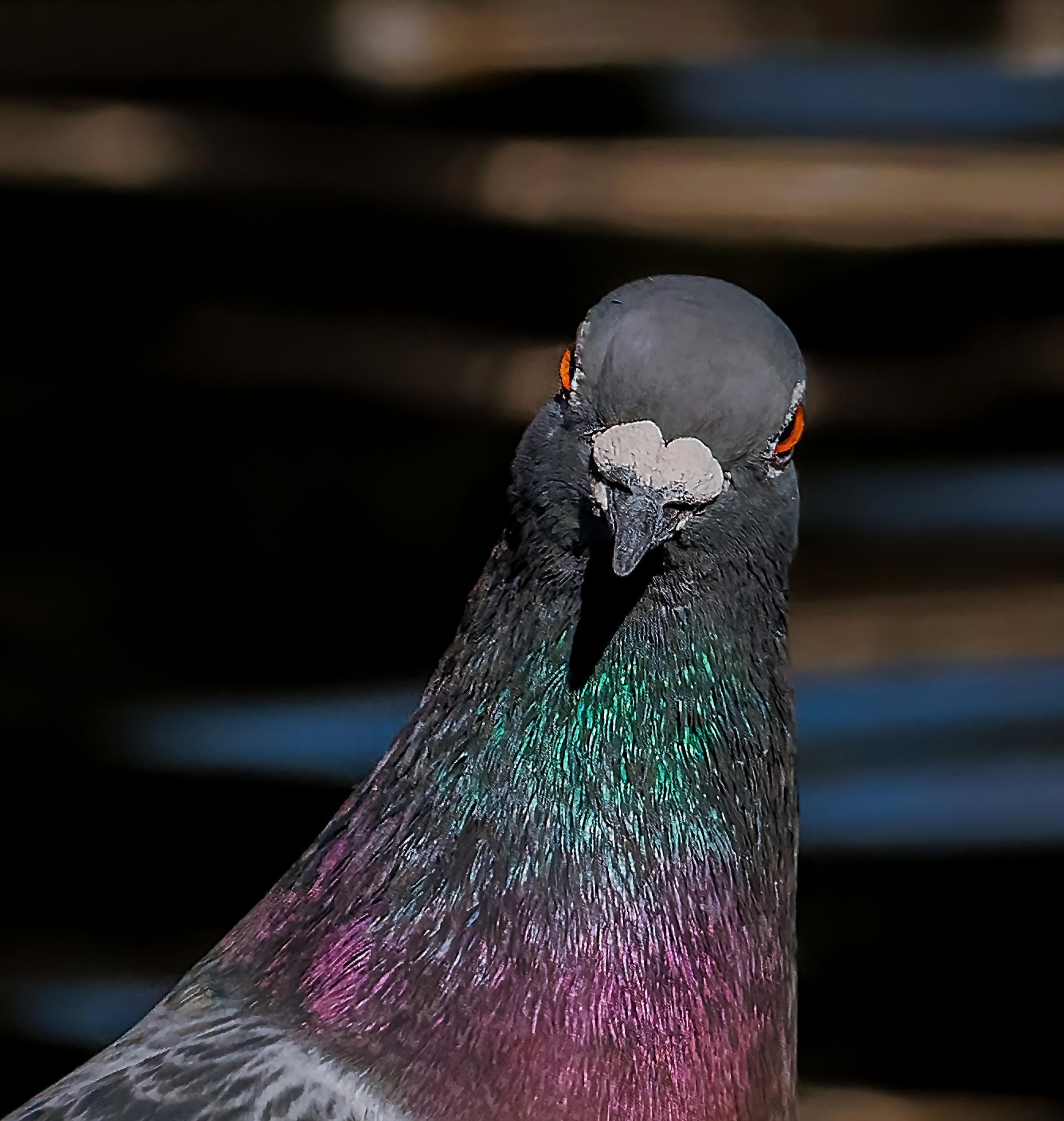 Puzzled pigeon at Reedsmere