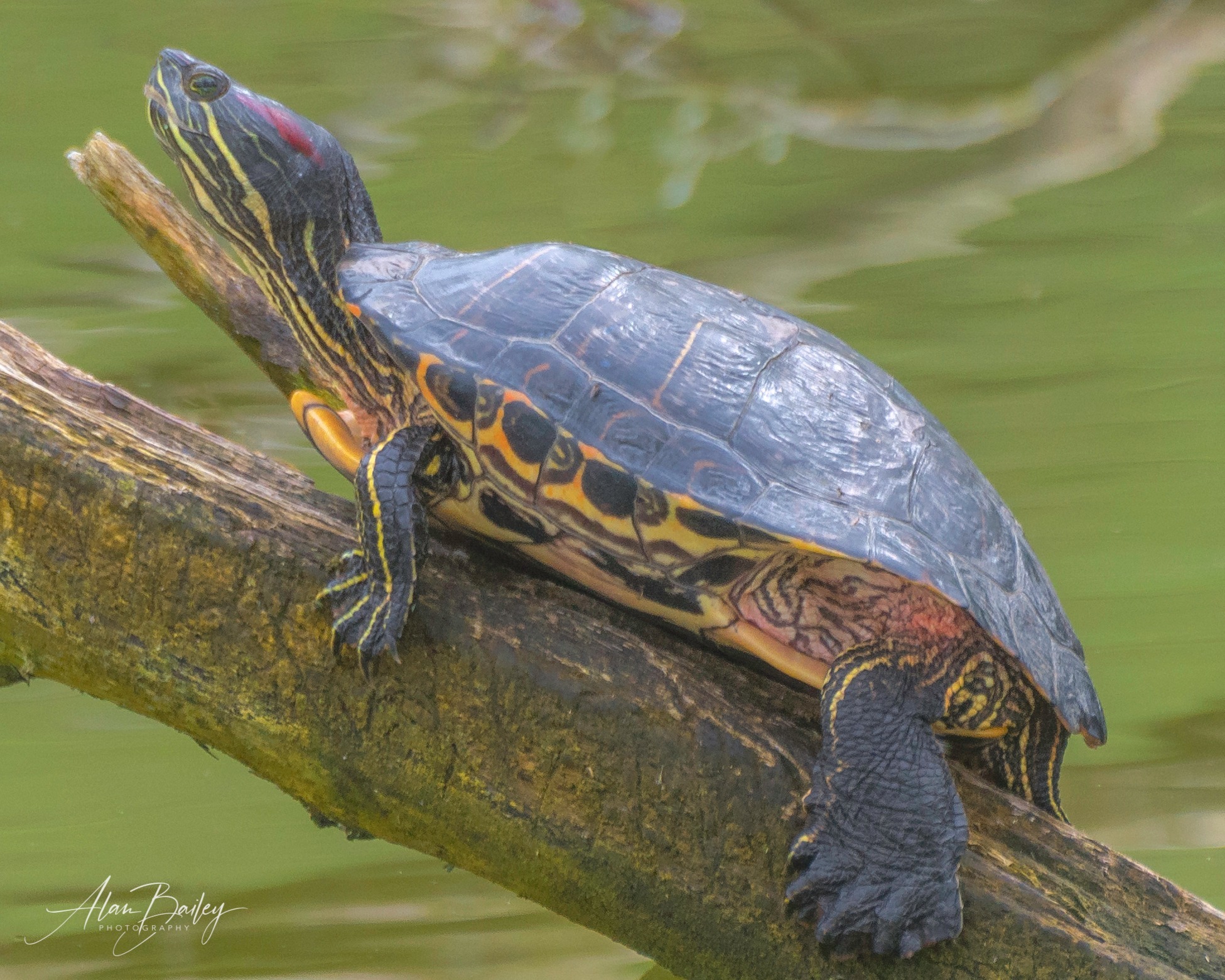 A red eared terrapin in the river Weaver by Alan Bailey