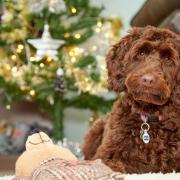 Keep pets safe this Christmas by knowing the dangers the festive season can create. Picture: RSPCA