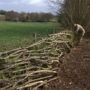 Volunteer laying a hedge on the Whitegate Way
