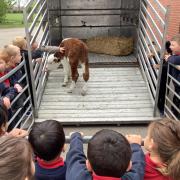 Charlie the calf making his debut appearance at Charles Darwin Primary School