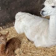 Buttercup the Alpaca gave birth over the weekend, but her owner didn't even know she was pregnant