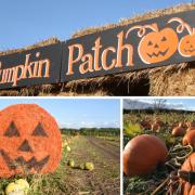 The best pumpkin patches in and around Mid Cheshire