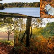 Amazing autumnal vibes caught on camera in Mid Cheshire's parks