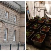 Andriana Levesey was sentenced at Chester Crown Court for growing cannabis plants