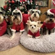 (left to right) Morris, Malcolm, Margo, Mabel and Dexter from Winsford