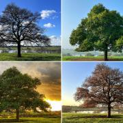 The lone tree in Marbury Park through the seasons