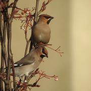 Rare waxwings caused a flutter in a Winsford front garden on January 4