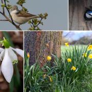 16 perfect pictures showing spring has sprung in Mid Cheshire