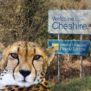 Cheetahs and ostriches are among the wild dangerous animals being kept as 'pets' in Cheshire