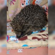 'Phoenix' the hedgehog is doing okay considering, but needs a bath to remove the smell of smoke and fuel