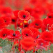 Northwich to host county remembrance service